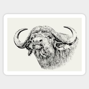 Buffalo Bull, Close Up | African Wildlife Sticker